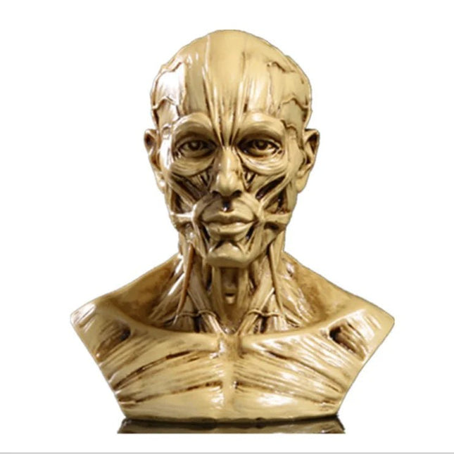 1:1 Resin Human Anatomy Model for Art and Teaching