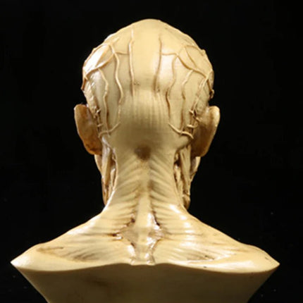 1:1 Resin Human Anatomy Model for Art and Teaching