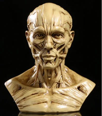 1:1 Resin Human Anatomy Model for Art and Teaching