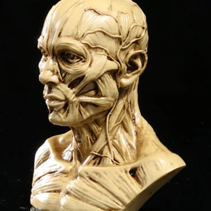 1:1 Resin Human Anatomy Model for Art and Teaching