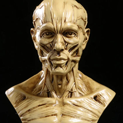 1:1 Resin Human Anatomy Model for Art and Teaching
